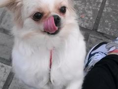 -爱派特动物医院·全科诊疗中心