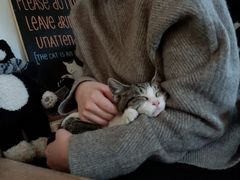 -海边的猫和咖啡馆