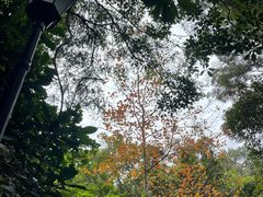 -广州市流溪河国家森林公园