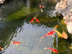 -鲤院·新中式美学·庭院餐厅(夫子庙店)