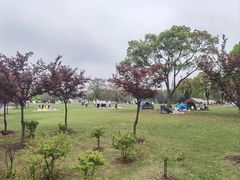 -上海滨江森林公园