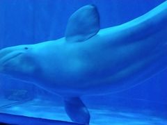 -多彩贵州城极地海洋世界