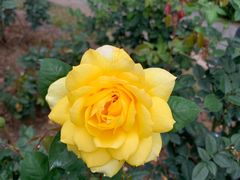 -人民公园(罗湖区)