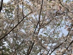 -南汇桃花村