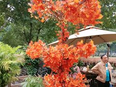 -后湖小院·乡野田园菜