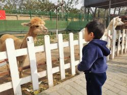 -上美四季动物农场