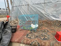 -喜杨洋草莓采摘园