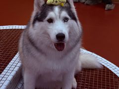 -和它·交个朋友·狗咖猫咖(爱琴海店)