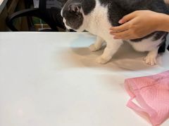 -御宝贝·A梦猫科宠物医院(国际猫友好医院)