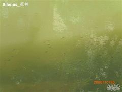 -小洲村