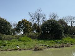 -中国扬子鳄村