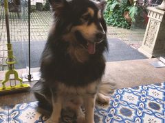 -more than meow吴止猫主题餐厅(承德 中船汇店)