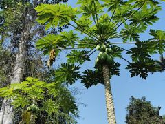 -中国科学院西双版纳热带植物园