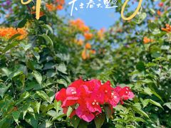 -天适樱花悠乐园