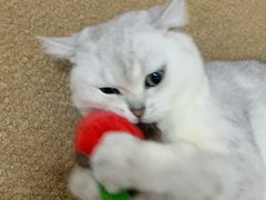 -四月宠物医院·猫专科·心脏专科·内科(转塘店)