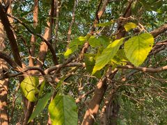 -长白岛森林公园