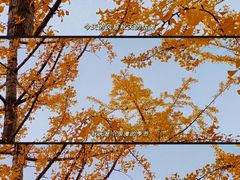 -永定河休闲森林公园