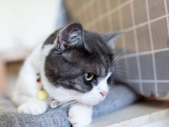 -海边的猫和咖啡馆