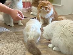 -酷豆宠物咖啡·宠物美食·撸猫馆