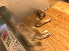 -狗道宠物(常熟印象城店)