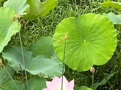 -长广溪湿地公园