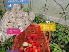 -喜杨洋草莓采摘园