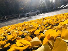 -三里屯东五街银杏大道