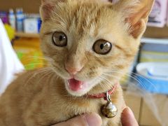 -艾贝尔宠物医院·24H转诊中心·肿瘤猫专科(江宁双龙店)