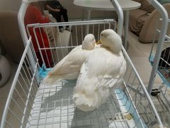 -怪兽屋·羊驼·猫咖·狗咖(俊华广场店)