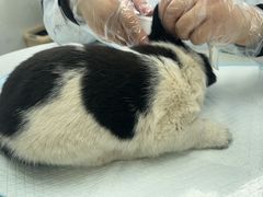 -心仪动物医院·牙专科·肿瘤·心脏科(西客站院)