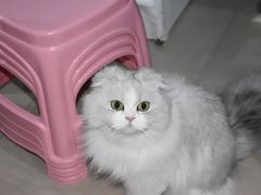 -宠颐生嘉德动物医院