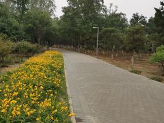 -大兴滨河森林公园