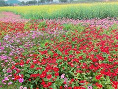 -光明小镇欢乐田园