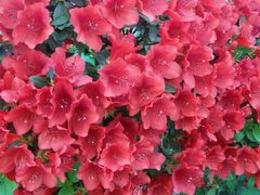 android_upload_pic-上海鲜花港