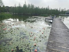 -白鹭湾湿地公园