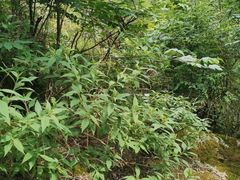 -秦岭终南山世界地质公园翠华山景区