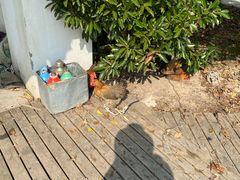 -上海海湾国家森林公园