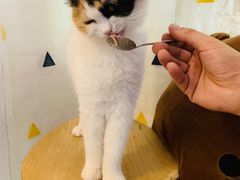 -平行世界·猫咖(首经贸店)