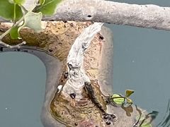 -北海金海湾红树林生态旅游区