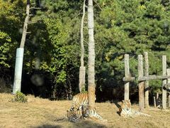 -大连森林动物园