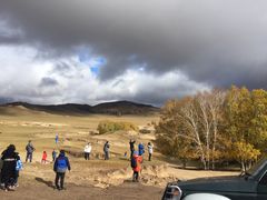 -乌兰布统景区-白桦林