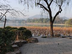 -西湖外事游船(花港观鱼码头)