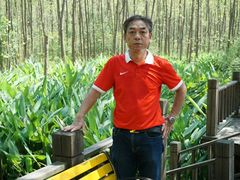 -合肥滨湖国家森林公园