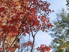 -泰州凤城河风景区-泰山公园