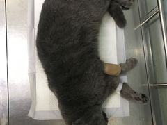 -中农大我爱我爱24h动物医院·中医针灸·猫专科·骨科医疗中心(双井店)