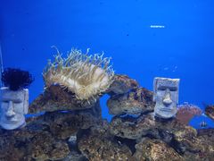 -芜湖新华联大白鲸海洋公园