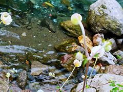 -西岭雪山大飞水景区