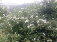 -青峰峡国家森林公园