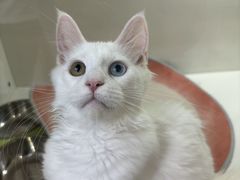 -青奢宠物·青奢猫舍