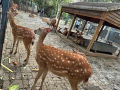 -长白岛森林公园